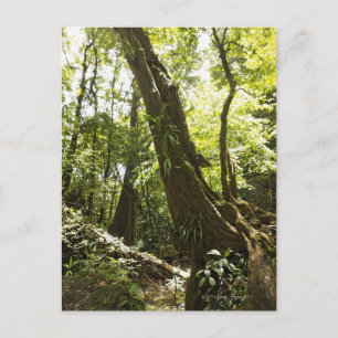 Postal opinión de la selva tropical, Dominica