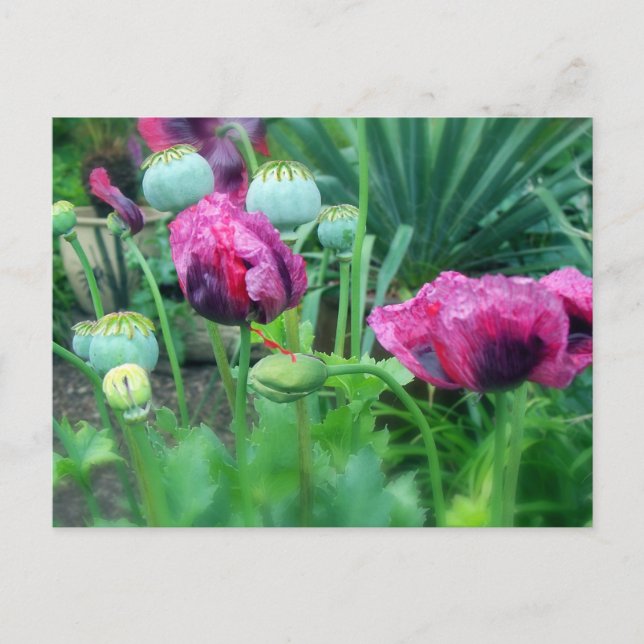 Postal Opium Poppies (Anverso)
