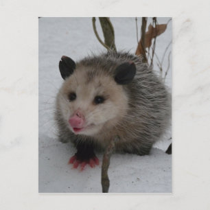 Postal Opossum