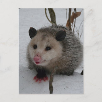 Postal Opossum