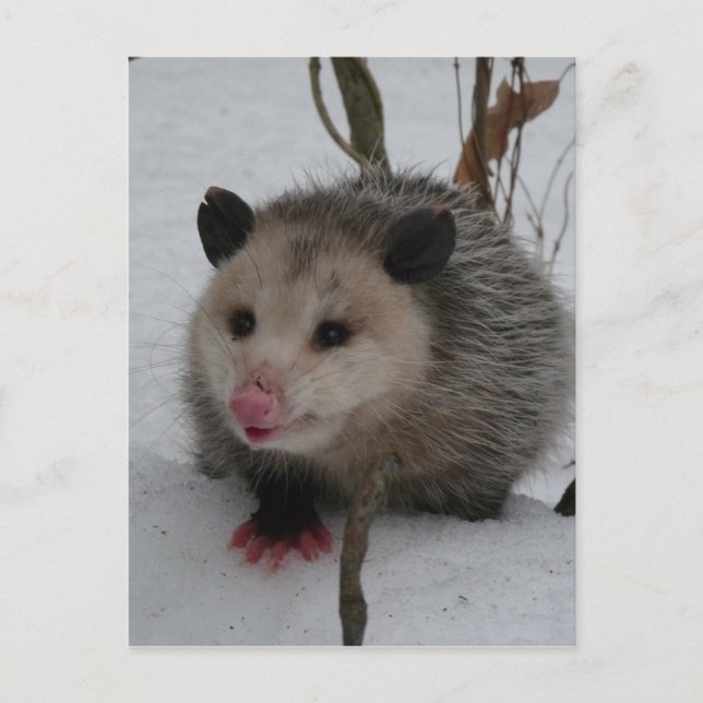 Postal Opossum (Anverso)
