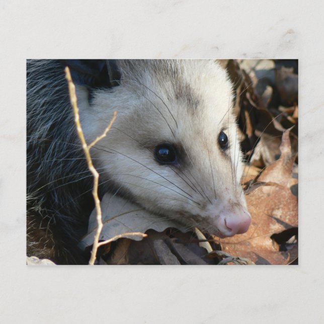 Postal Opossum. (Anverso)