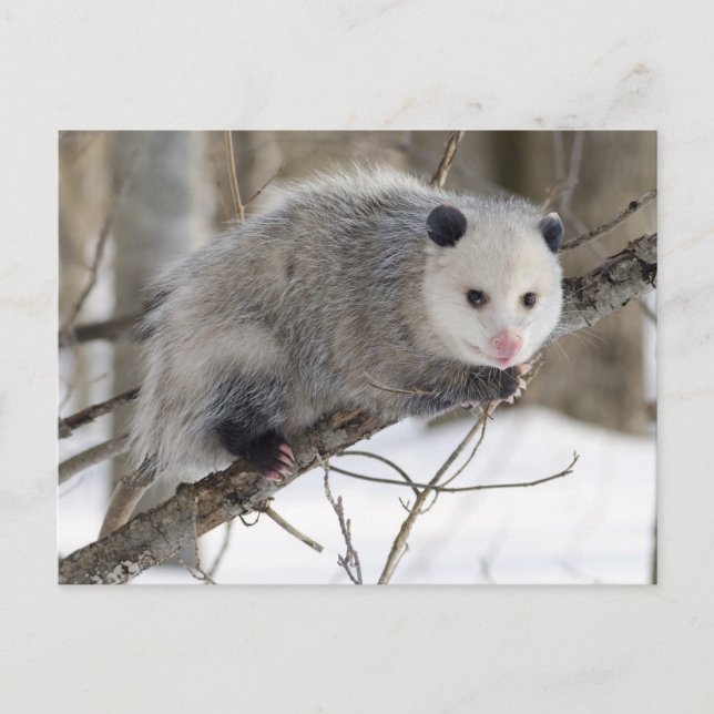Postal Opossum Adorable (Anverso)