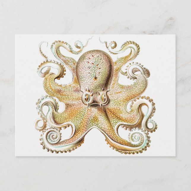 Postal Opulpo vintage (Anverso)