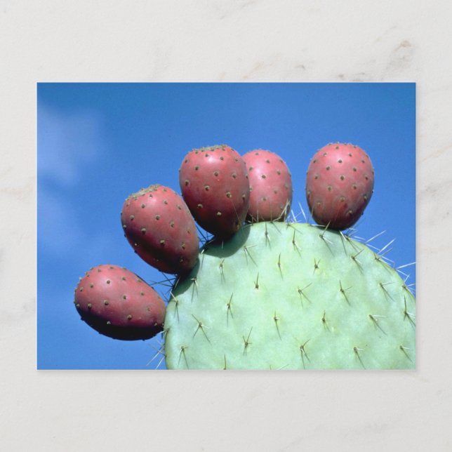 Postal Opuntia megacantha (peras espinosas) Desert (Anverso)
