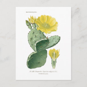 Postal Opuntia vulgaris