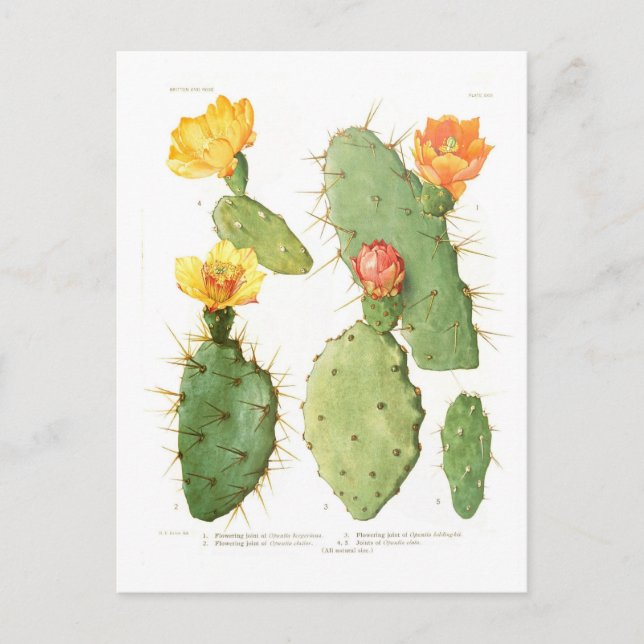 Postal Opuntias (Anverso)