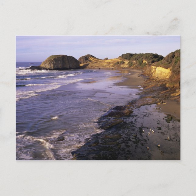 Postal OR, Costa de Oregón, Newport, costa de Seal (Anverso)