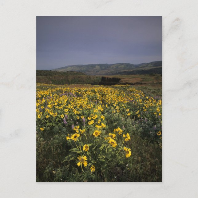 Postal OR, desfiladero del río Columbia, meseta de Rowena (Anverso)