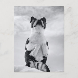 Postal Oración del territorio de Boston