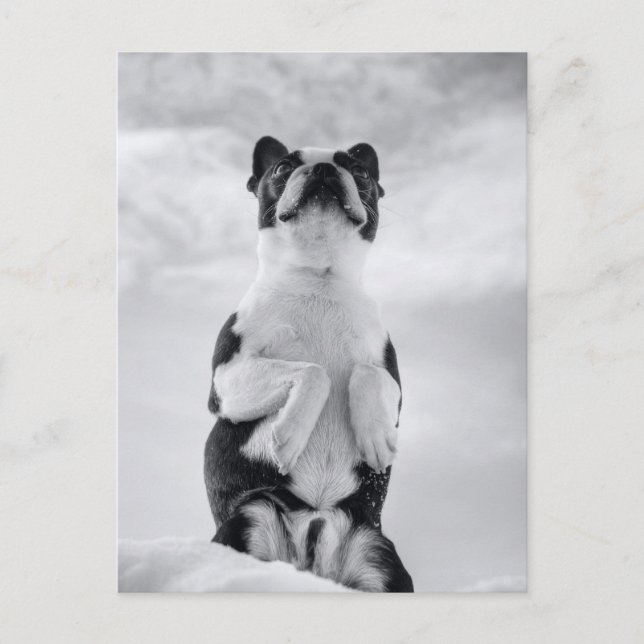 Postal Oración del territorio de Boston (Anverso)