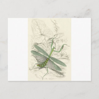 Postal Orando a los antis, Mantis Religiosa