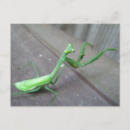 Postal Orando a Mantis