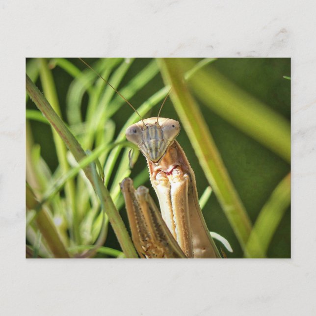 Postal Orando a Mantis (Anverso)