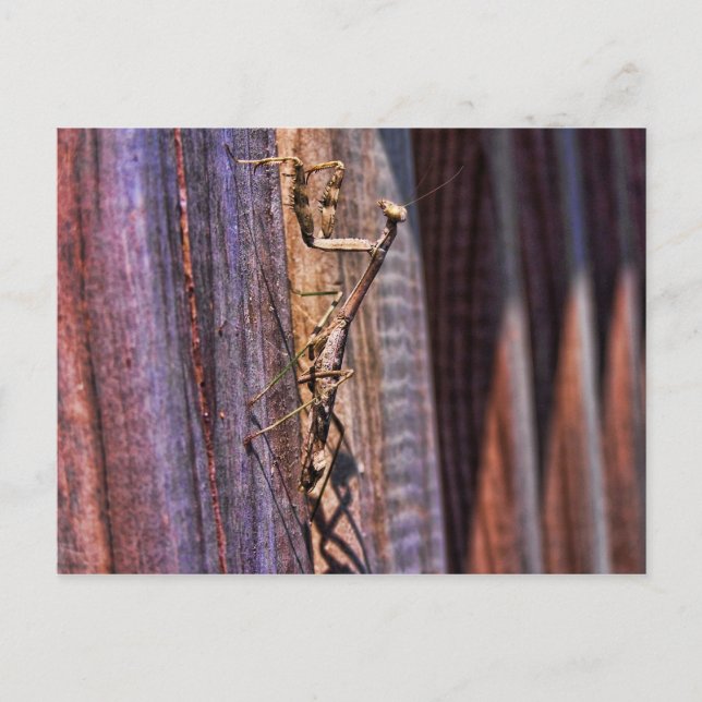 Postal Orando a Mantis (Anverso)