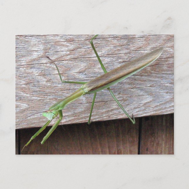 Postal Orando a Mantis (Anverso)