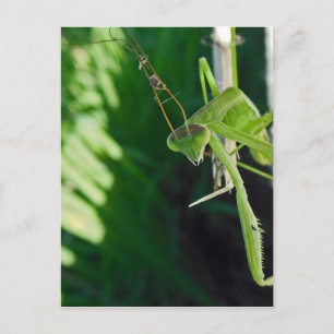 Postal Orando a Mantis