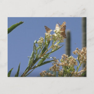 Postal Orando a Mantis cazando mariposas