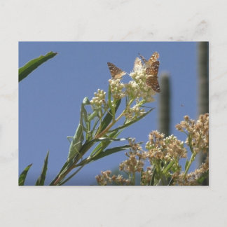 Postal Orando a Mantis cazando mariposas