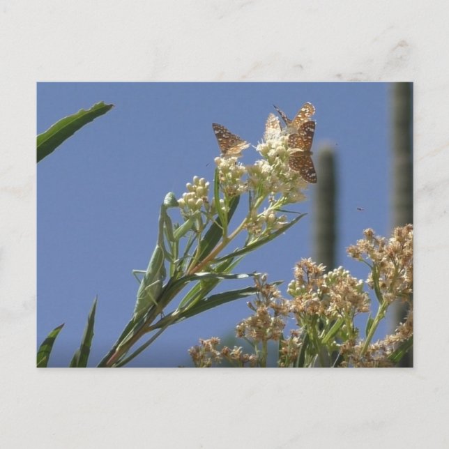 Postal Orando a Mantis cazando mariposas (Anverso)