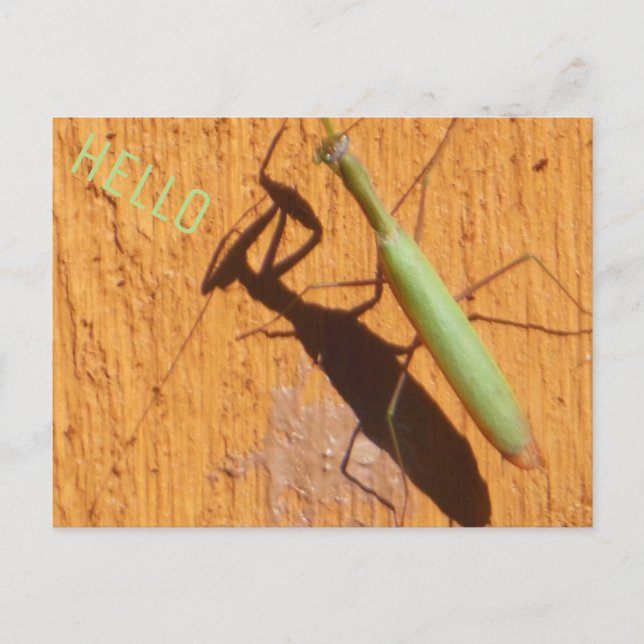 Postal Orando Mantis Silhouette (Anverso)