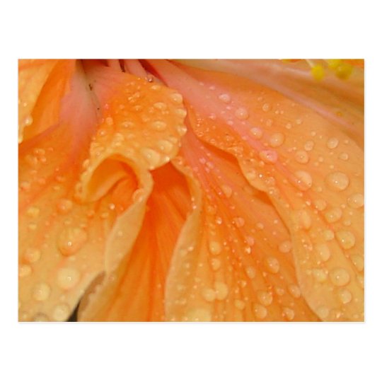 Postal OrangeDew