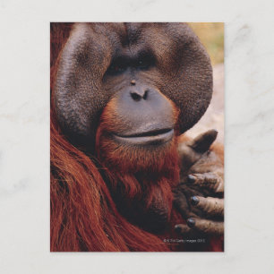 Postal Orangutan