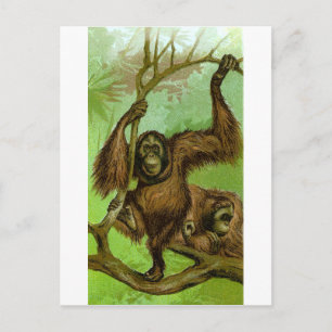 Postal Orangután