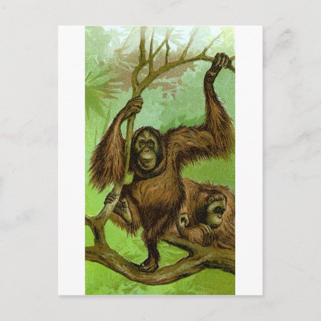 Postal Orangután (Anverso)