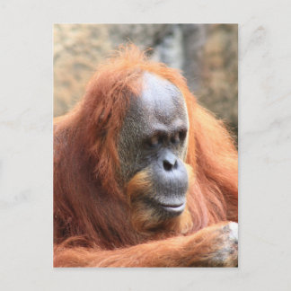 Postal Orangutan