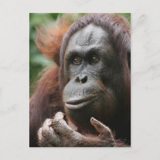 Postal Orangutan