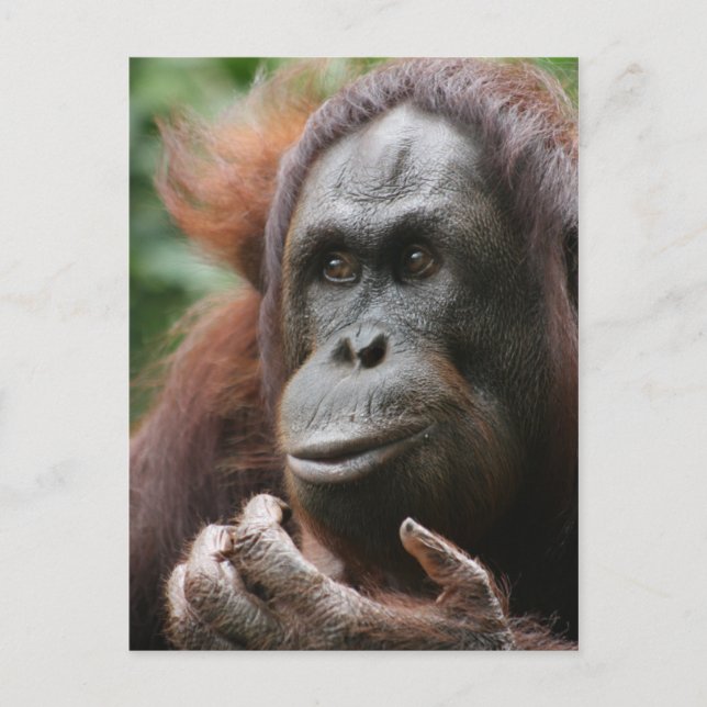 Postal Orangutan (Anverso)