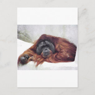 Postal Orangutan