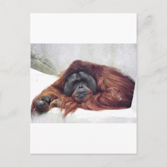 Postal Orangutan (Anverso)
