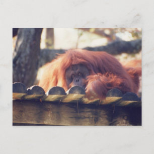Postal Orangutan