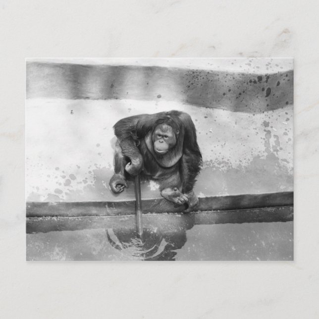 Postal Orangutan (Anverso)