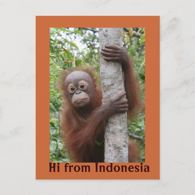 Postal Orangutan Baby Hi de Indonesia (Anverso)