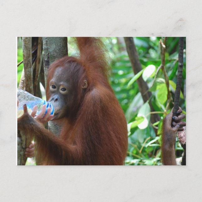 Postal Orangutan bebe agua en un bosque (Anverso)