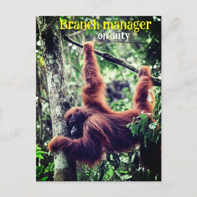 Postal Orangután colgado en un árbol (Anverso)