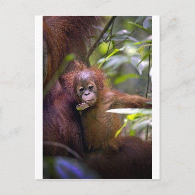 Postal Orangután de bebé curioso en brazos de madres (Anverso)
