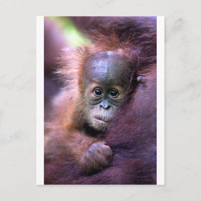 Postal Orangután de bebé lindo en Sumatra (Anverso)