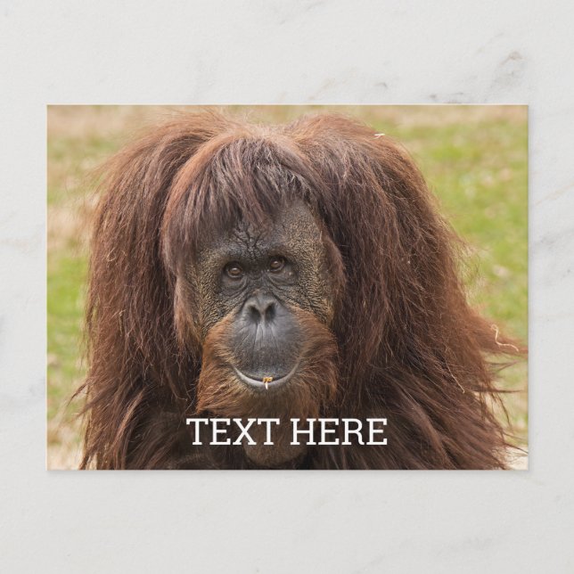 Postal Orangután de Borneo Fotografía Hermosa (Anverso)