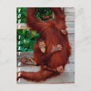 Postal Orangután de Borneo personalizable