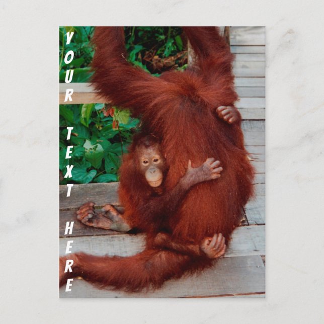 Postal Orangután de Borneo personalizable (Anverso)