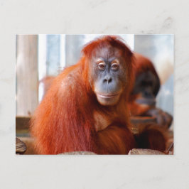 Postal Orangután de Sumatra, amigable e inteligente
