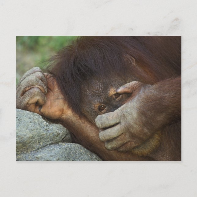 Postal Orangután de Sumatra, Pongo pygmaeus (Anverso)