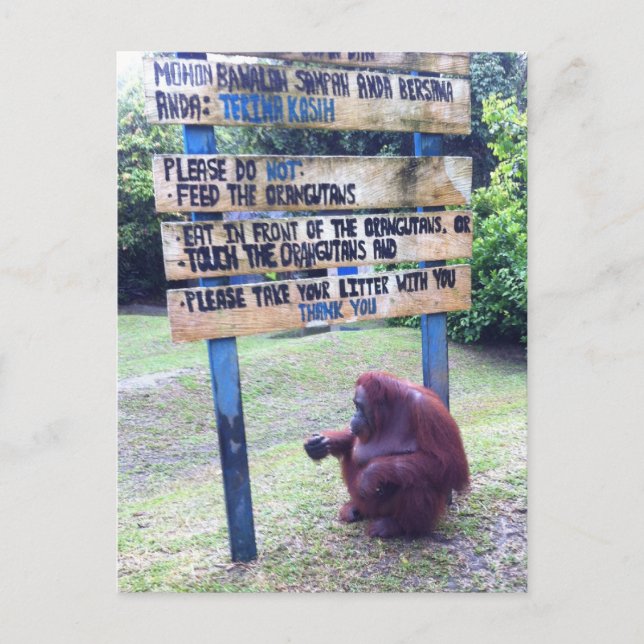 Postal Orangután en Camp Leakey, isla de Borneo (Anverso)