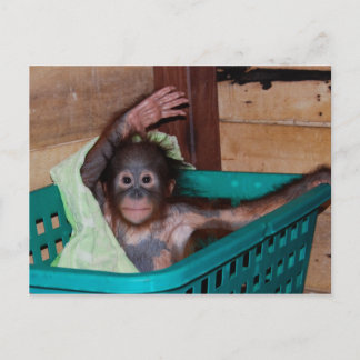 Postal Orangután en el santuario
