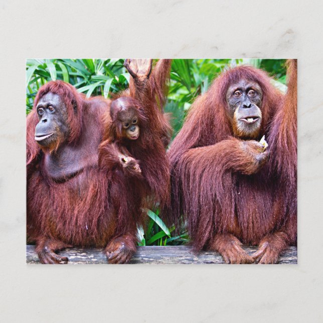 Postal Orangutan from Singapore zoo (Anverso)
