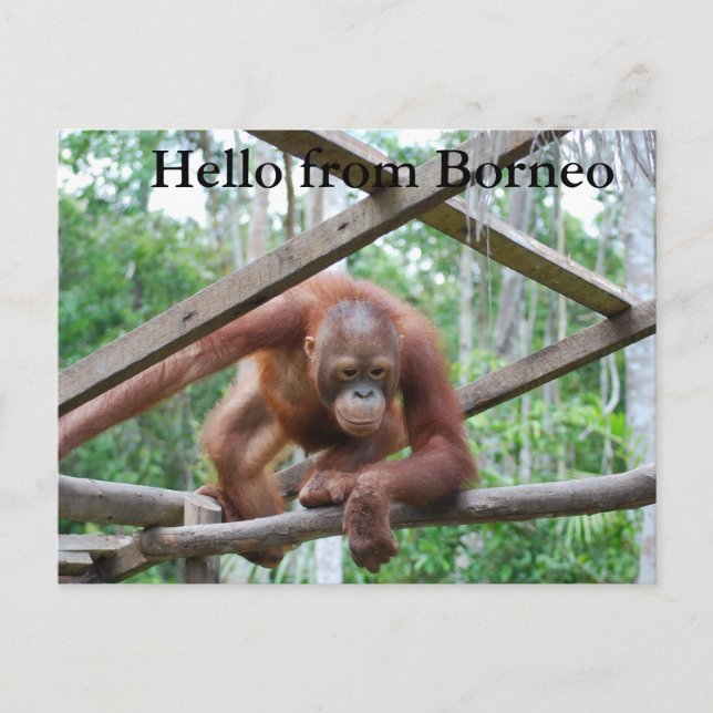 Postal Orangutan Handyman Borneo (Anverso)